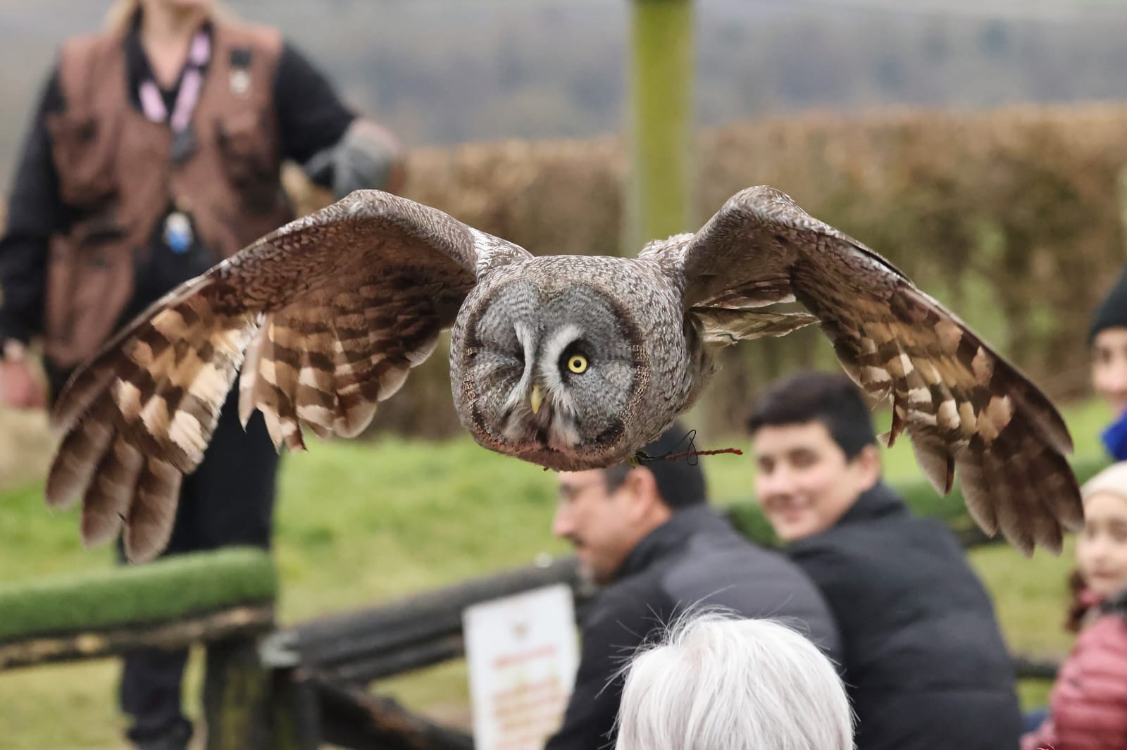 Great grey owl in flight during a display