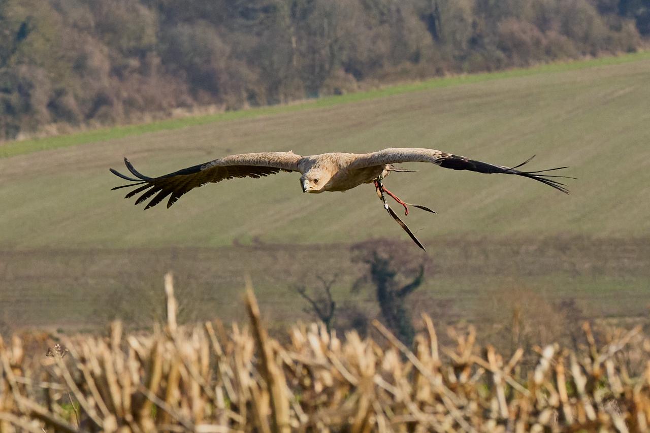 How a Kent Dairy Farm Became a Wildlife Haven