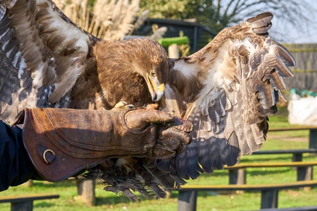 Steppe eagle mantling over food on a keeper's glove, wings spread