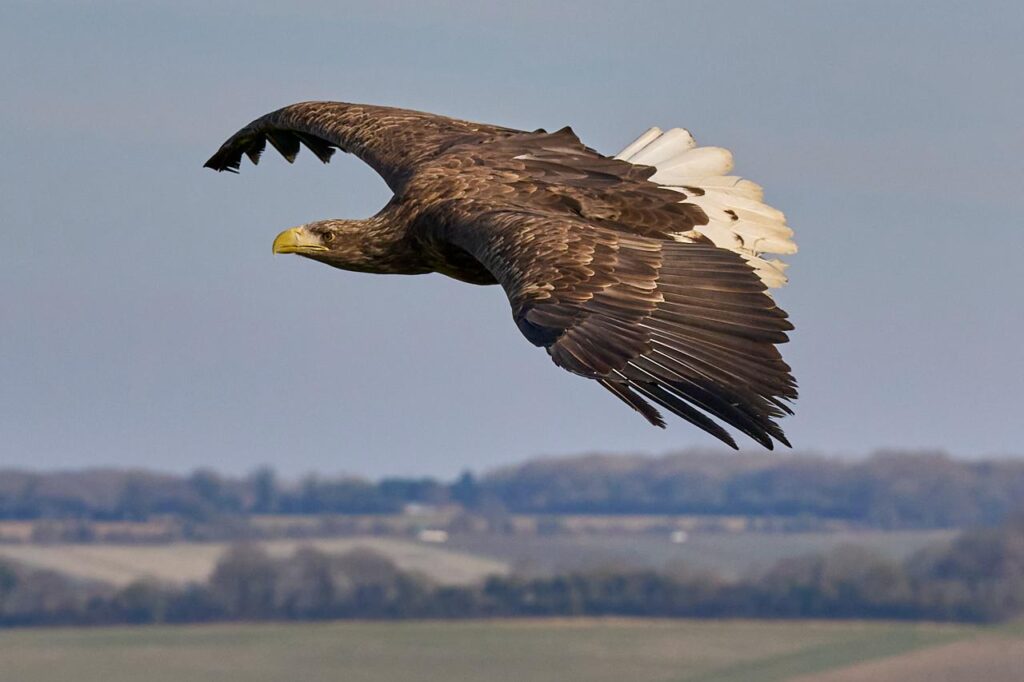 White-tailed eagle in flight over the Kent farmland