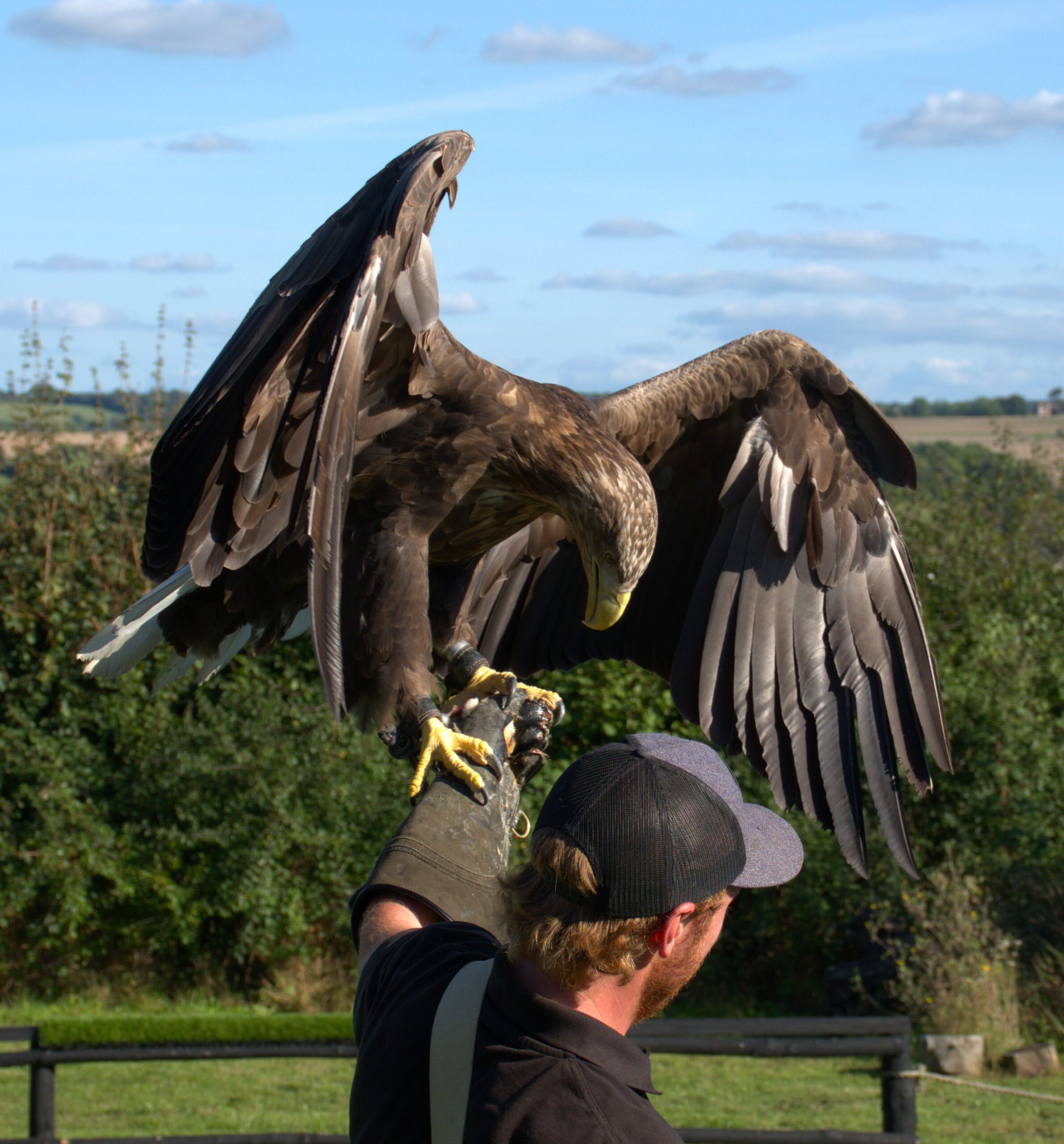 White-tailed eagle standing on a falconer's glove, wings raised, farmland behind