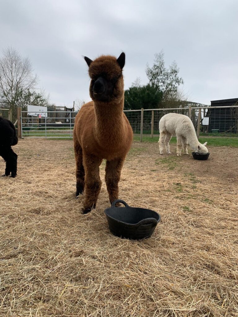Two alpacas — one brown, one white — feeding in the paddock