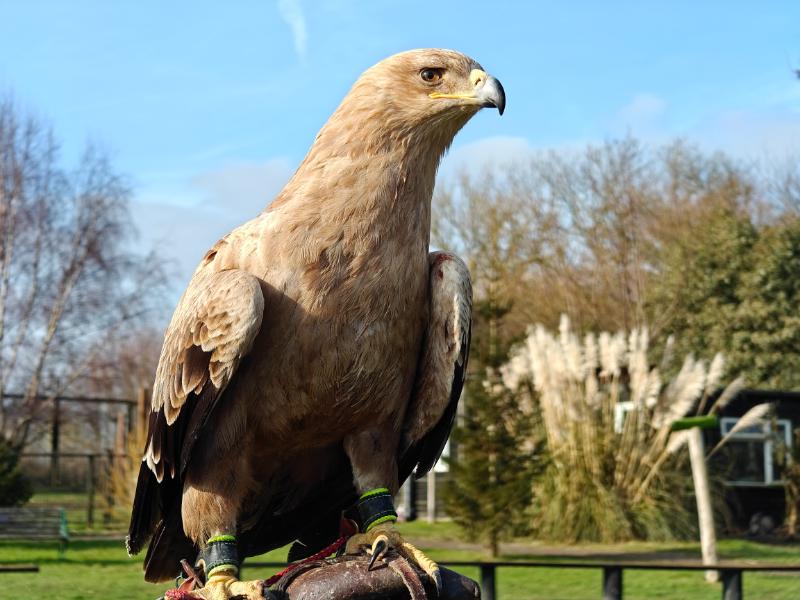 Tawny eagle on a perch, with aviaries and pampas grass behind