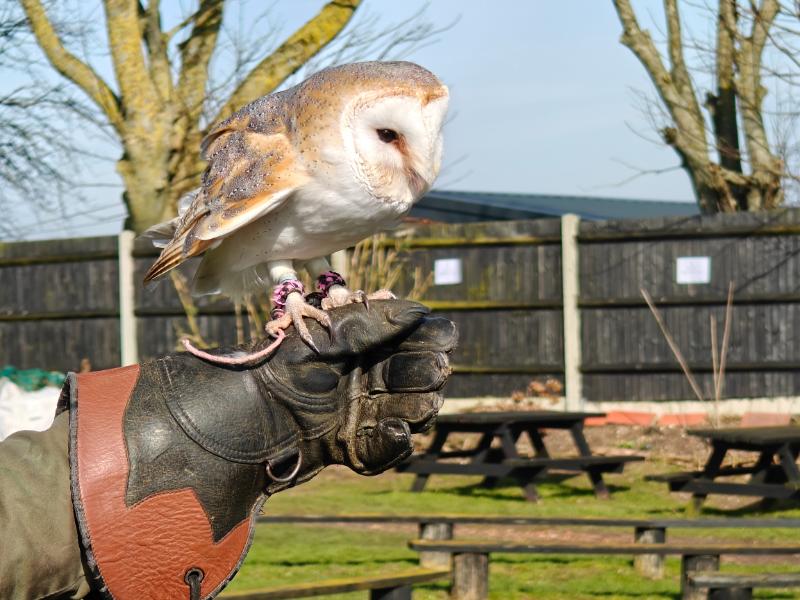 Barn owl perched on a leather falconry glove, garden and picnic benches behind
