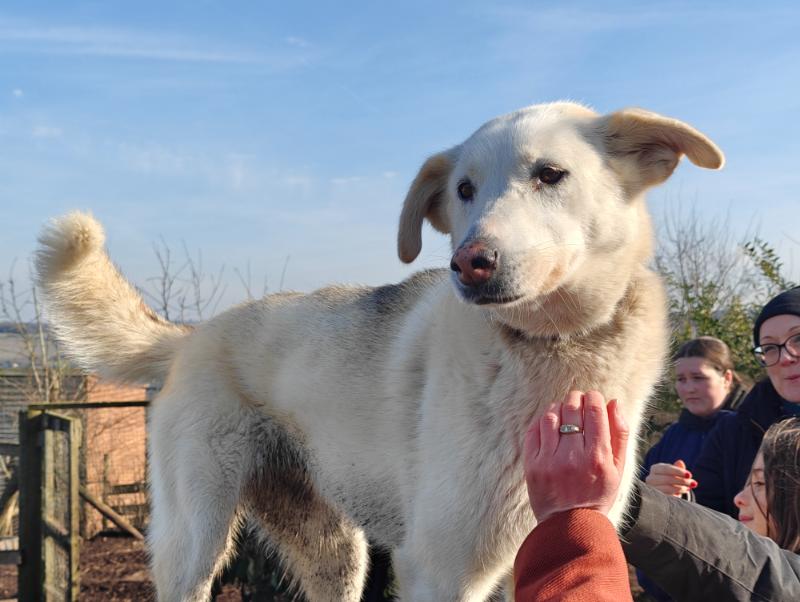 A rescued dog being welcomed by visitors on a sunny day
