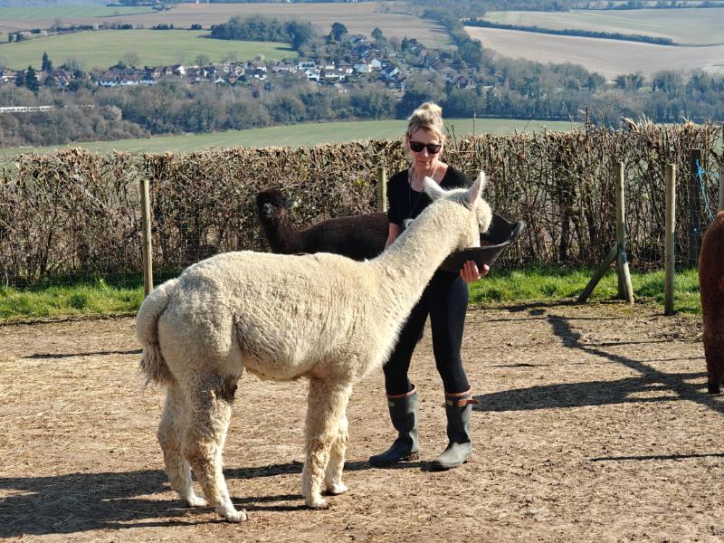 A visitor feeding an alpaca, with the Darent Valley view behind