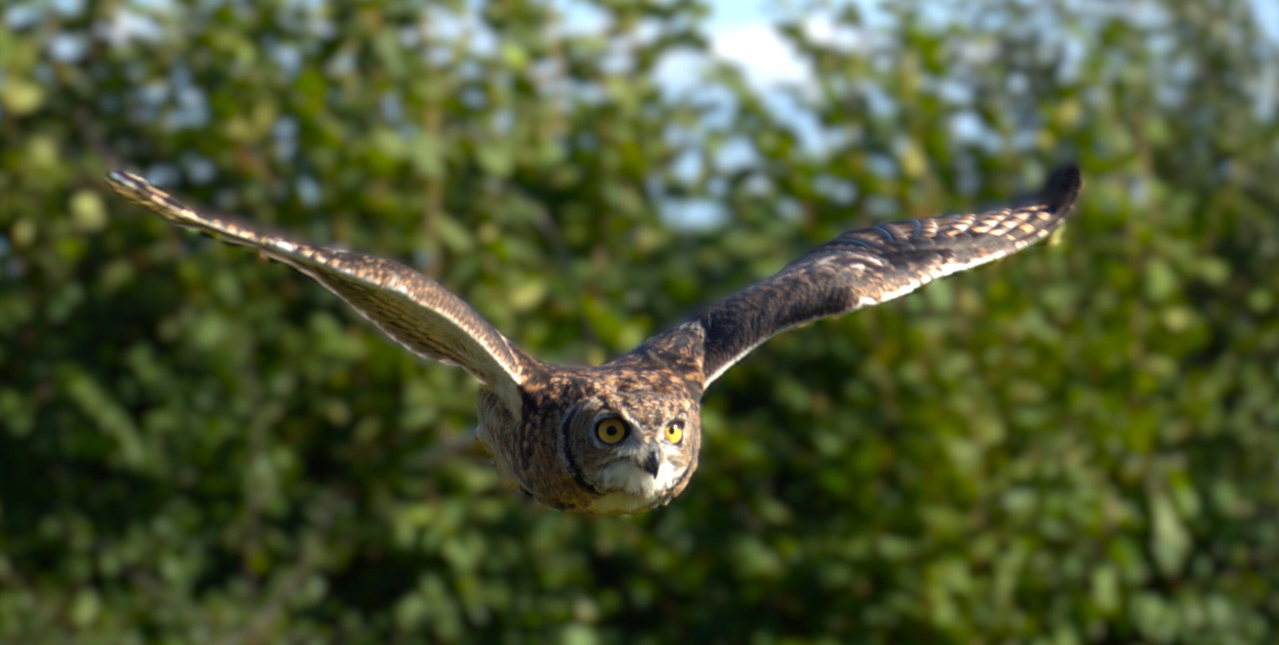 Eagle owl flying towards camera through a leafy backdrop