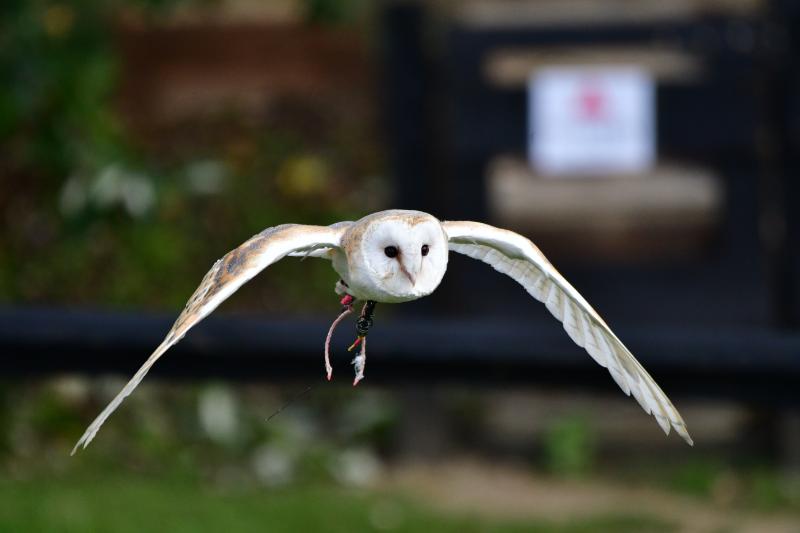 Owl Experience