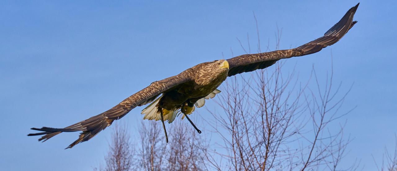 White-tailed eagle in flight past bare winter branches, wings fully spread