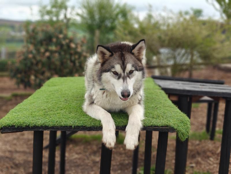 Husky Hike Experience