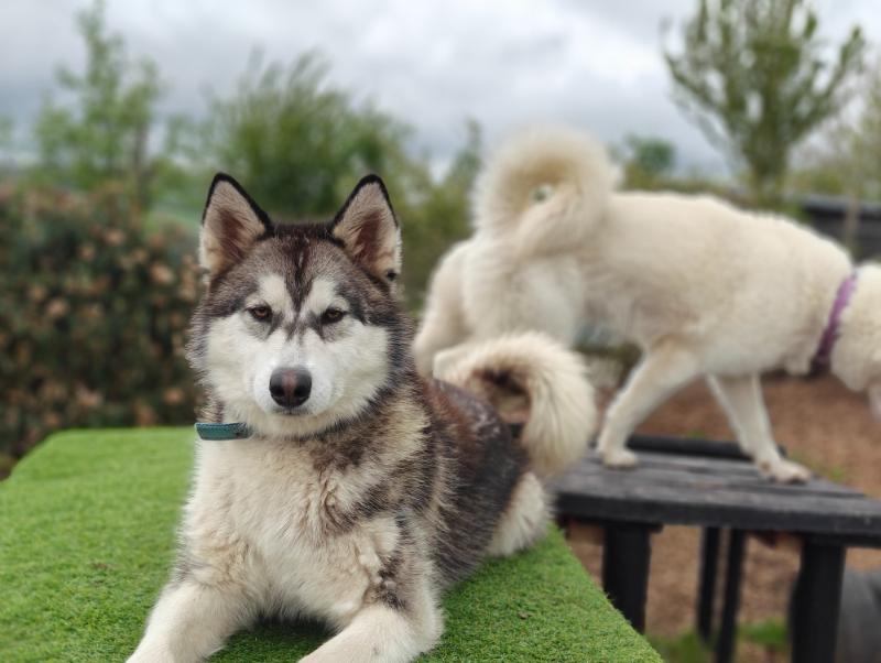 Two huskies together — one dark, one cream — on their raised platform