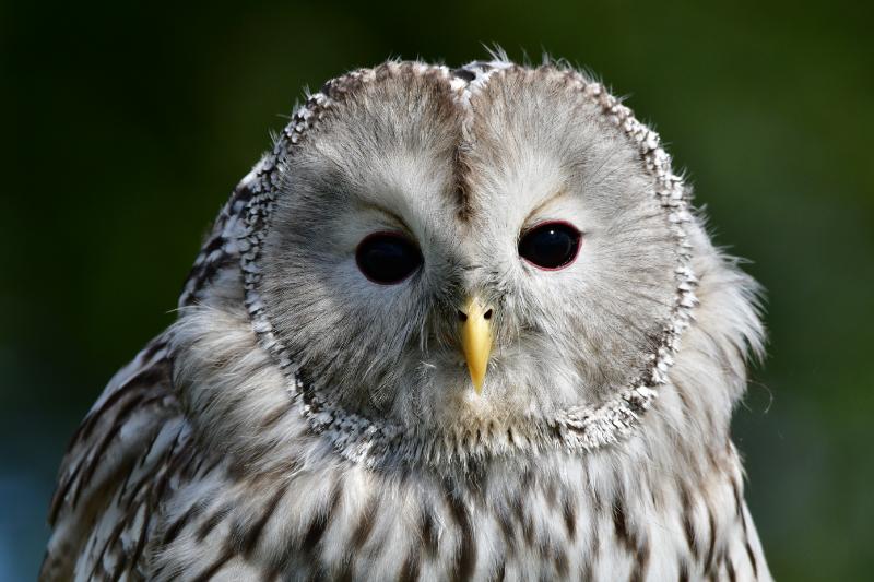 Ural owl portrait — pale grey face with striking dark eyes