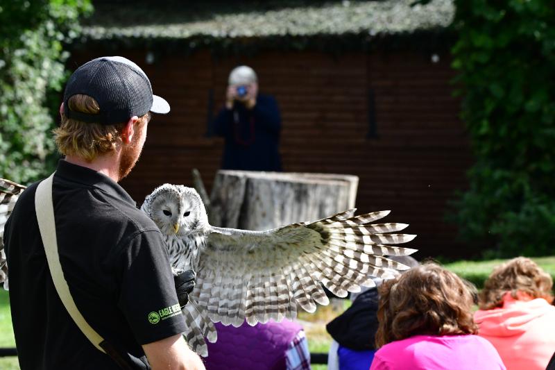 Ural owl on the falconer's glove during a display, wings spread as the audience looks on