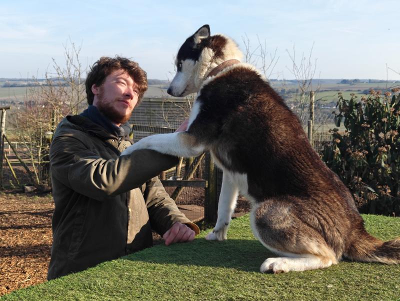 A visitor greeting one of the huskies on their raised platform, Kent view behind