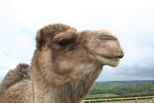 Close-up of a camel at Eagle Heights, with the Kent hills behind