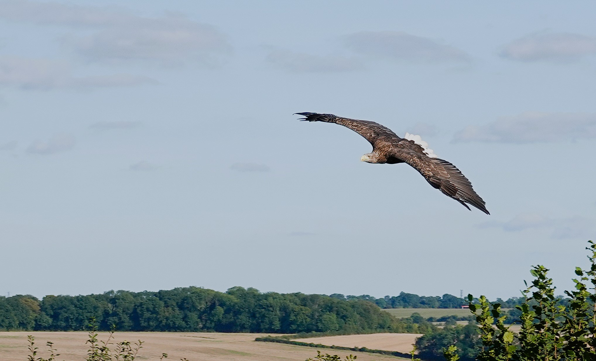 A white-tailed eagle in flight, calling, with wings fully spread