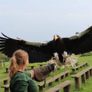 Stellers sea eagle coming in to land on a falconers glove during a flying display