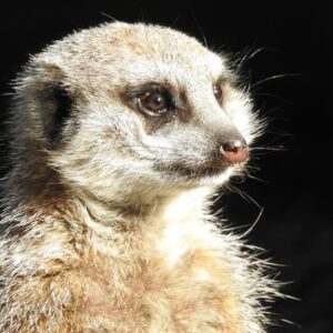 Meet the Meerkats For 2 Signature Gift Box