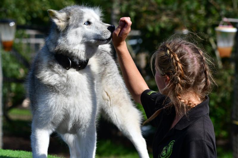 Meet the Huskies For 2 Signature Gift Box