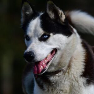 Husky Hike For 2 Signature Gift Box
