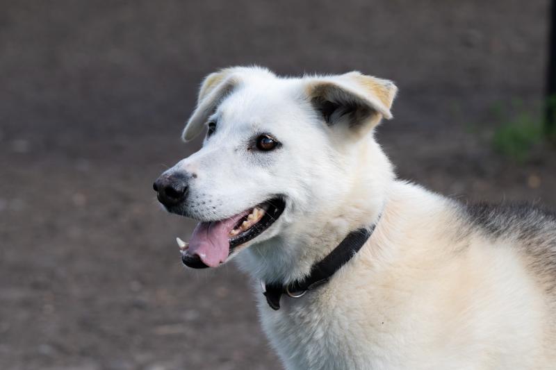 Meet the Huskies For 2 Signature Gift Box