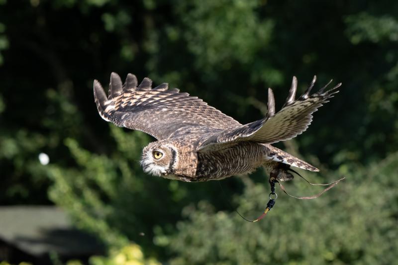 Owl Experience For 2 Signature Gift Box