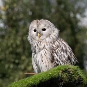 Owl Experience For 2 Signature Gift Box