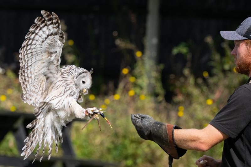 Owl Experience For 2 Signature Gift Box