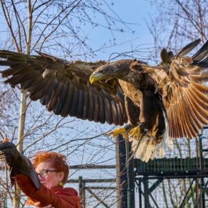Eagle Experience For 2 Signature Gift Box