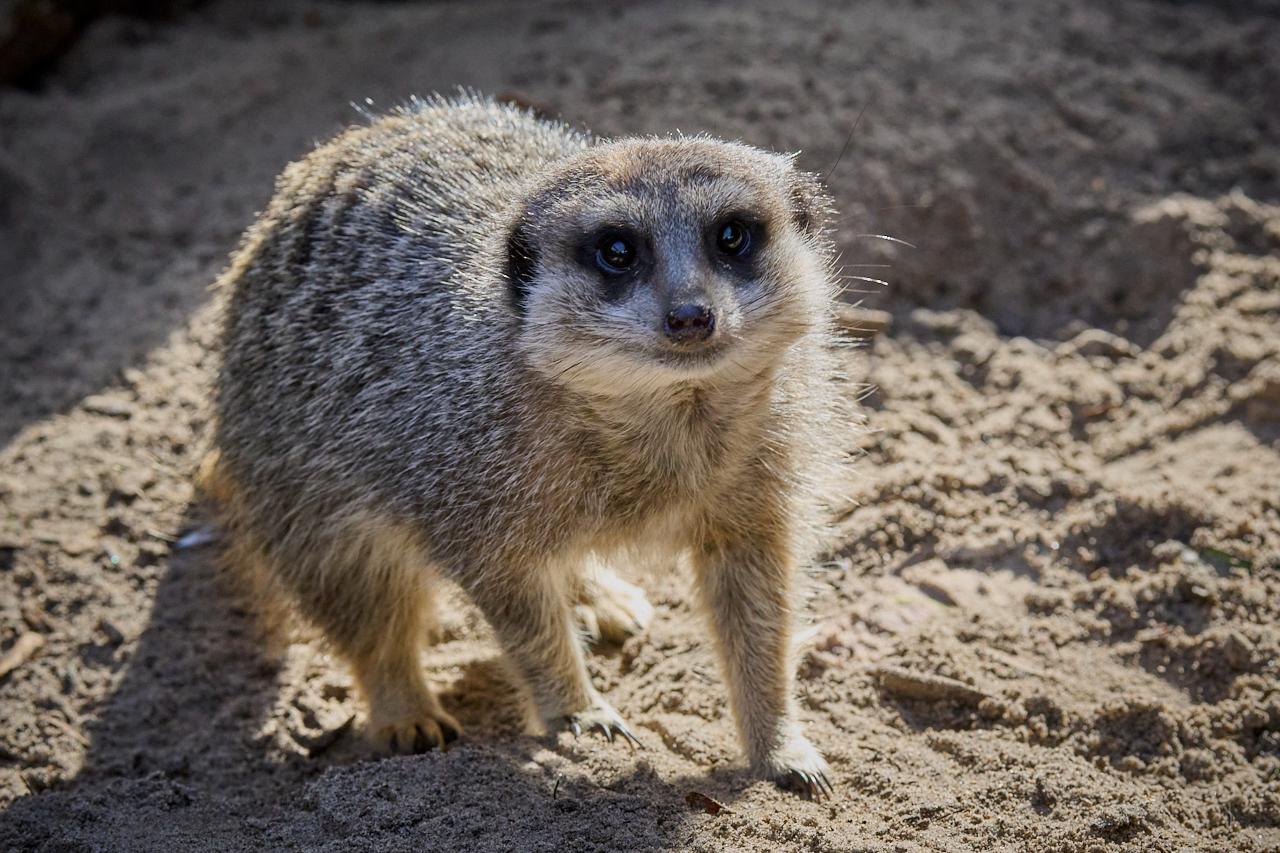 Meet the Meerkats For 2 Signature Gift Box