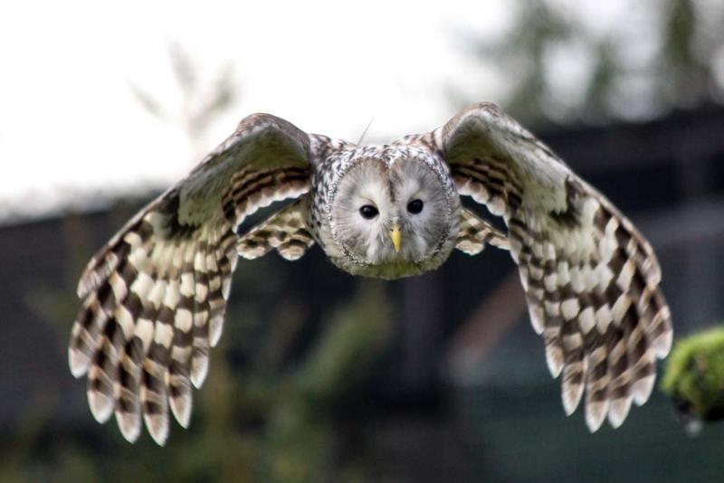 Owl Experience For 2 Signature Gift Box