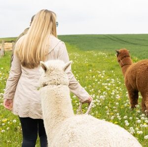 Alpaca Trek for 2 Signature Gift Box