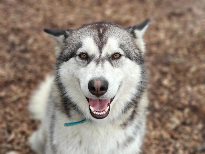 Introducing the Husky Heroes Winter Challenge: Walk with Purpose January 2026! 🐕‍🦺