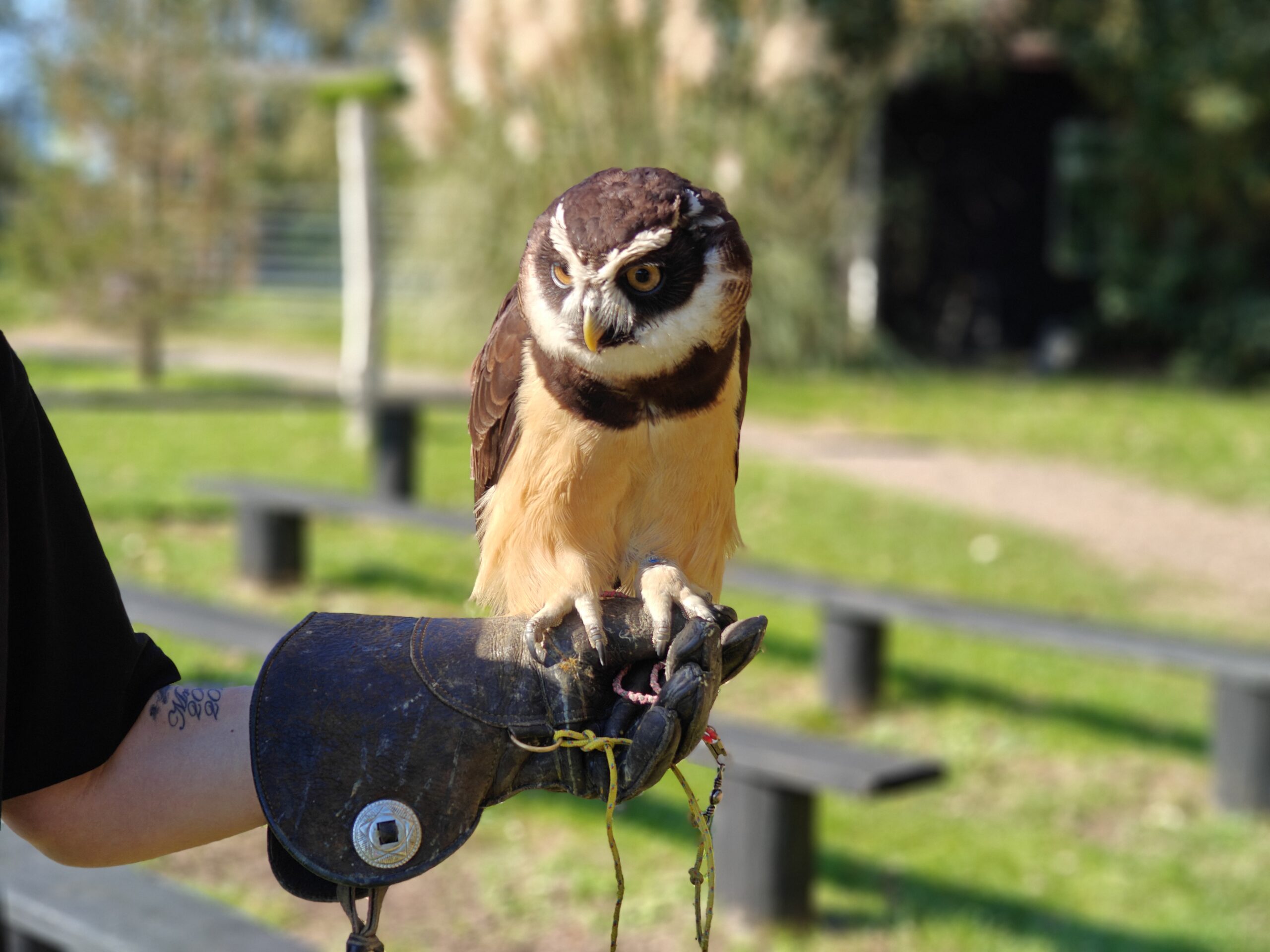 Spectacled owl on a falconer's glove, resting in the sunshine