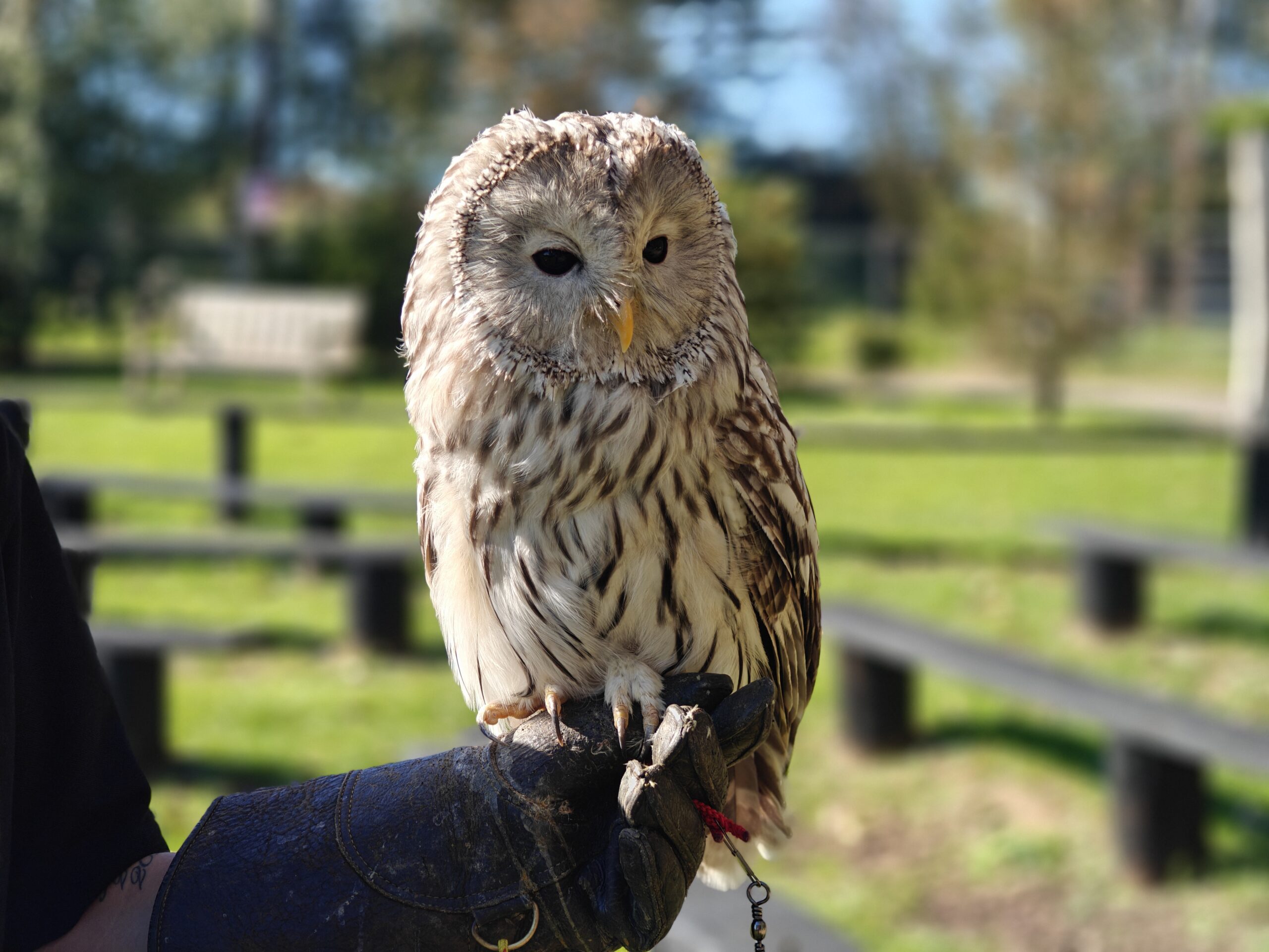 Temporary Closure: Protecting Our Birds from Avian Flu