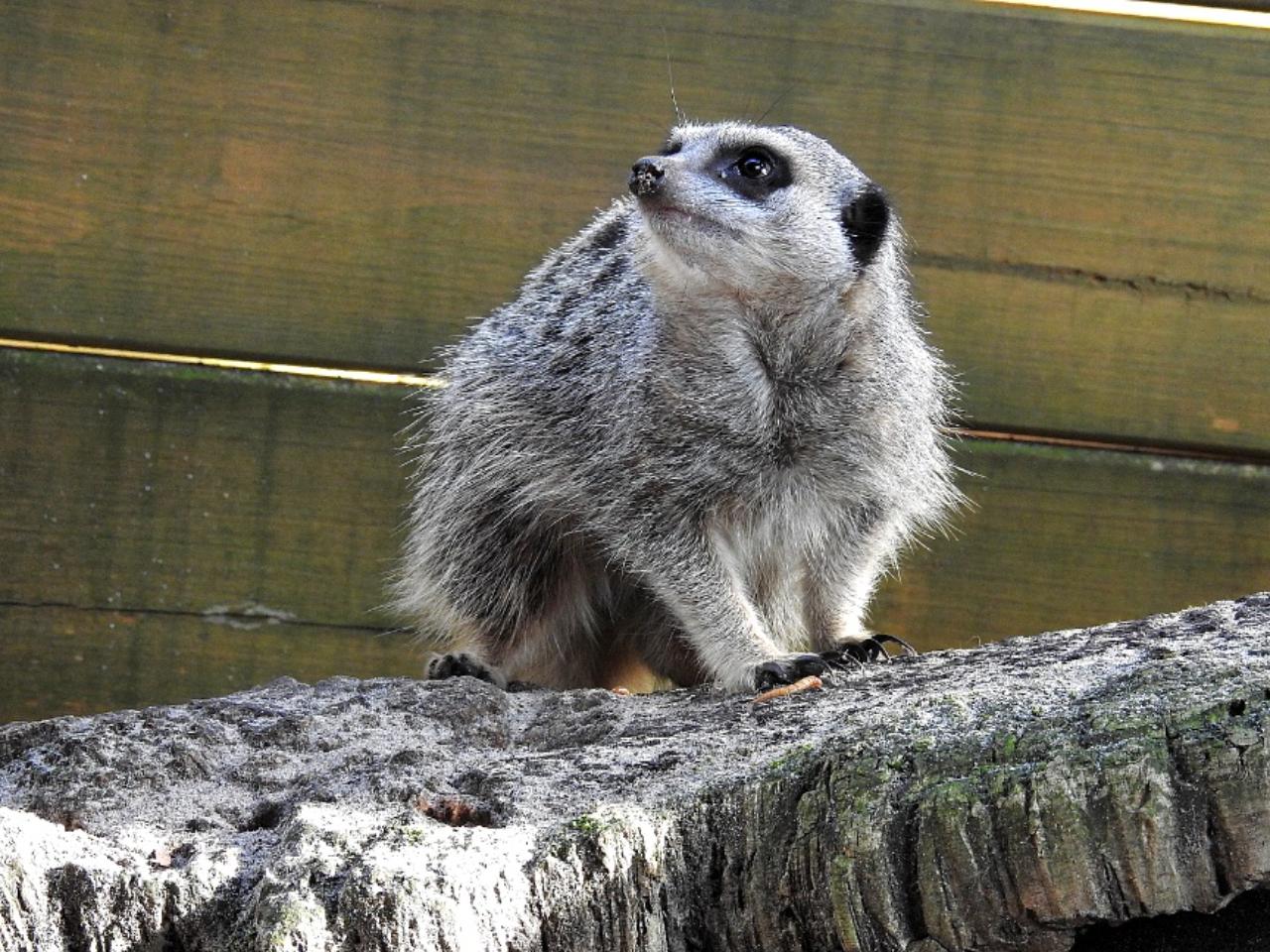 Meerkat sitting up on a log