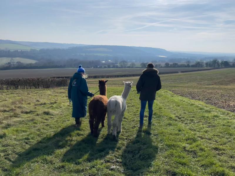 Walk with the Gentle Giants with The Eagle Heights Alpaca Trek Experience