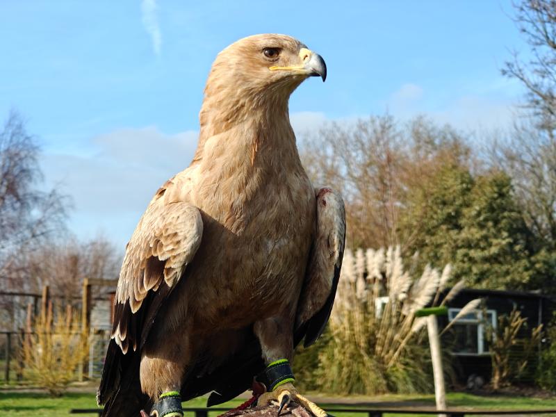 Tawny eagle perched at the sanctuary